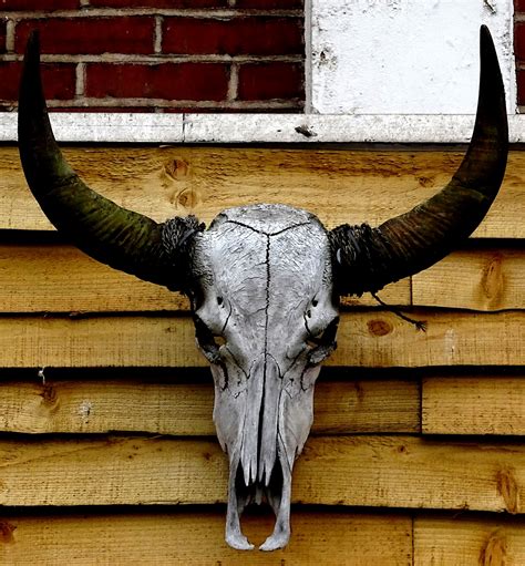 Steer Cow Bull Skull Horns Free Stock Photo Public Domain Pictures