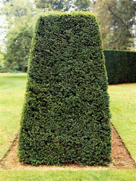 Top 10 Best Plants For Hedges And How To Plant Them Garden Hedges