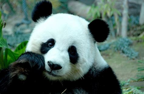 Giant Pandas Symbol For Conservation Or Exploitation Born Free Usa