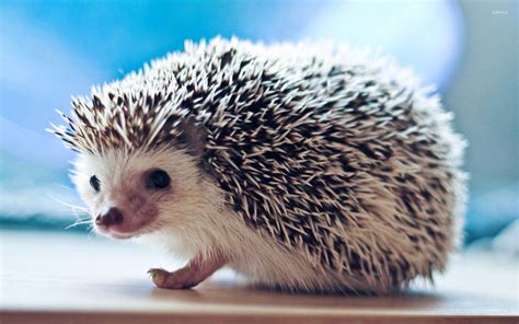 Follow turbo on instagram for more cuteness! Cute Hedgehog Wallpaper - WallpaperSafari | Hedgehog pet ...