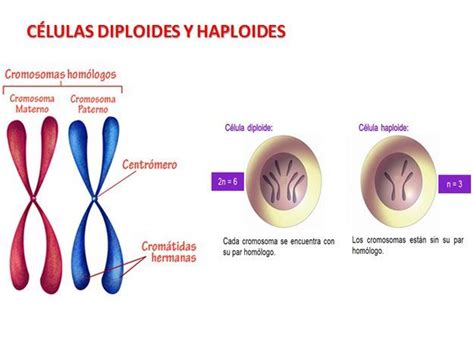 Células Diploides Y Haploides Celulas Notas De Biología Membrana