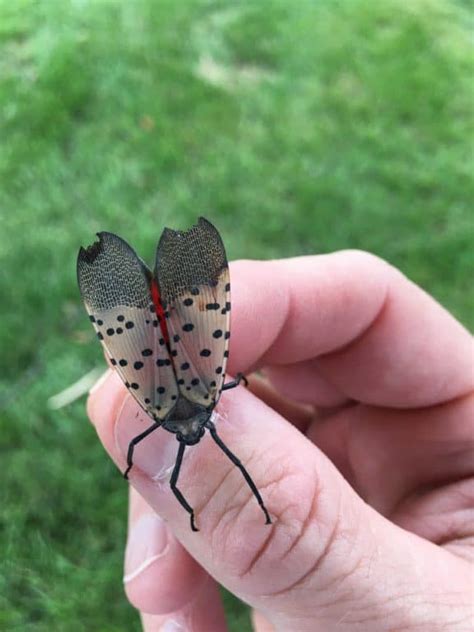 How To Treat For The Spotted Lanternfly Green Giant Home And Commercial