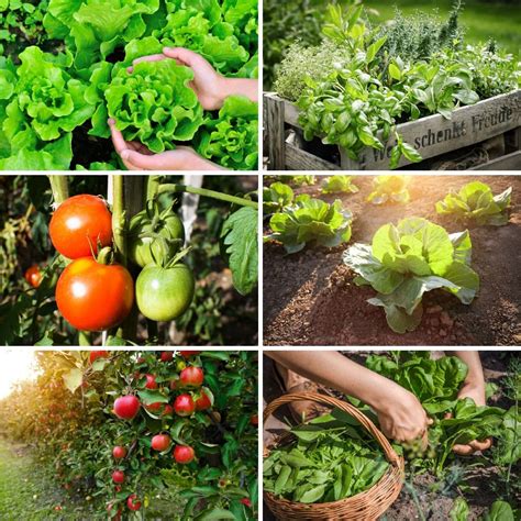 30 Companion Planting Pairs for a Productive Garden - DIY & Crafts
