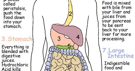 Human Digestive System Diagram And Food Digestion Safe