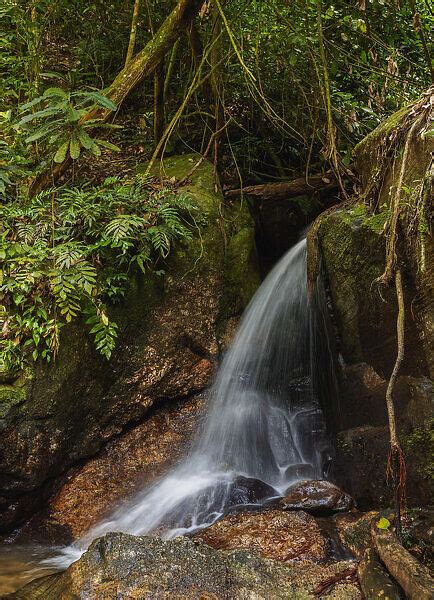 Cachoeira Do Jequitiba Waterfall Tijuca Forest National Photos