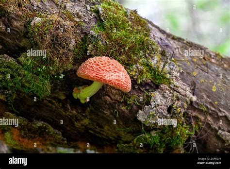 Wrinkled Peach High Resolution Stock Photography and Images - Alamy
