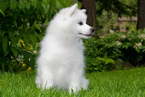 Siberian husky puppy, female, born on sept. American Eskimo Dog Puppies For Sale - AKC PuppyFinder