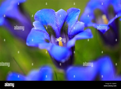 Gentiana Alpina Hi Res Stock Photography And Images Alamy