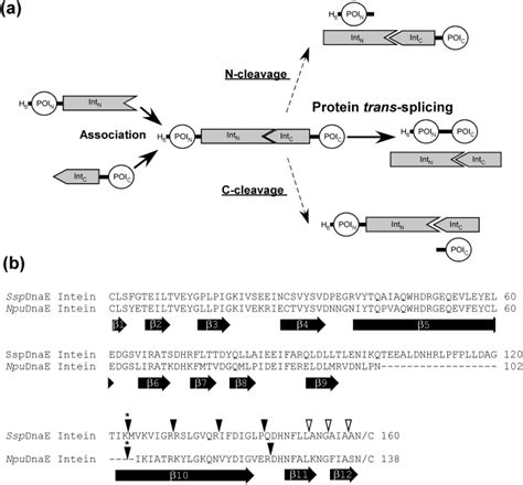 A Schematic Representation Of The Protein Trans Splicing Process And
