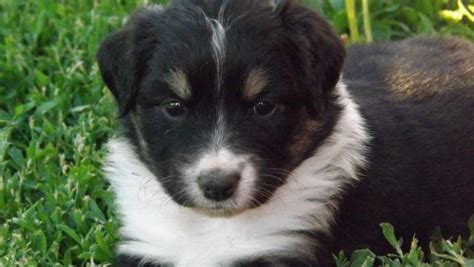 1 red female, 1 year old. Border Collie/Mini Aussie puppies for Sale in Payette ...