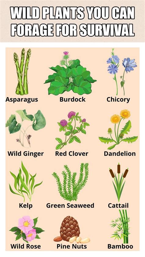Wild Edible Plants You Can Forage For Survival Artofit