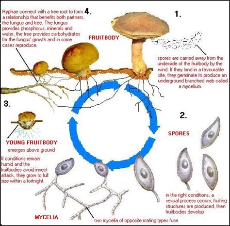 Mushroom Life Cycle Explained Stefania Hatfield