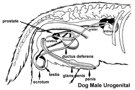 Integumentary System Cartoon