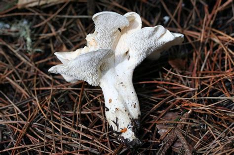 Hydnaceae Fungi Of Shenandoah National Park · Inaturalist