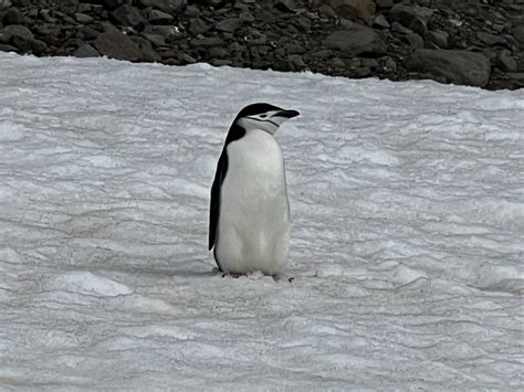Chinstrap Penguin From Antarctica On January 14 2024 At 0332 Pm By