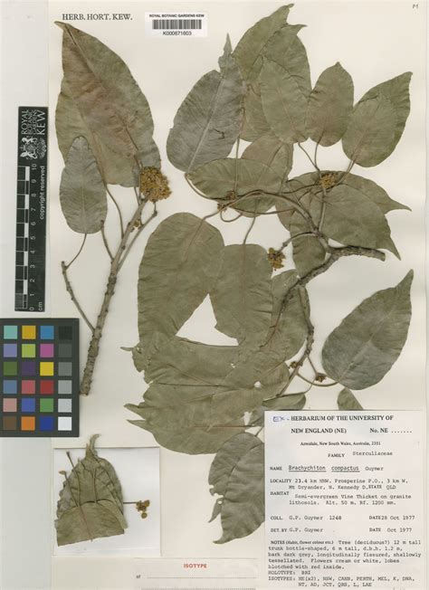 Brachychiton Compactus Guymer Plants Of The World Online Kew Science