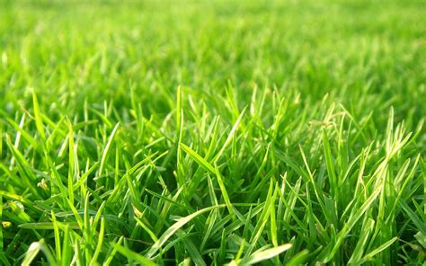 Lawn Wallpapers Top Free Lawn Backgrounds Wallpaperaccess