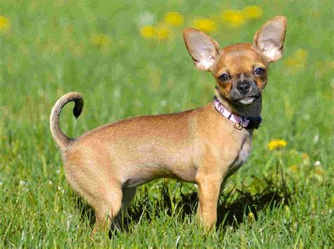 In fact, it is estimated that close to 50 percent of dogs living to 10 years of age or older will die from cancer. Top 10 dog breeds that live the longest