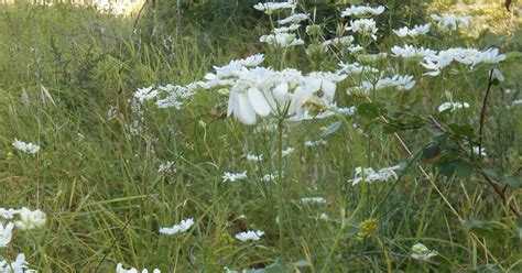 Fiori gialli spontanei sardegna / scopriamo le propieta del profumatissimo elicriso cagliari vistanet. Raccontare un paese: fiori spontanei bianchi