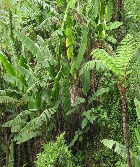 Abaca Plant Abaca Is Called Saba Tsongo In Natonin It W Flickr