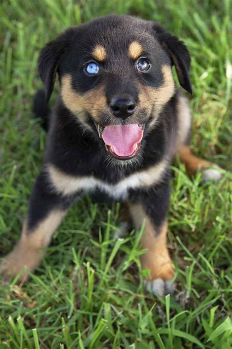 Husky Rottweiler Mix Puppies For Sale Petsidi