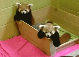 We did not find results for: Red Panda GIF - RedPanda Redp - Discover & Share GIFs