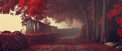 Wallpaper Ultra Wide Photography Nature Leaves Fall