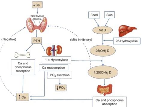 How Does Parathyroid Hormone Helps In Phosphorus Metabolism In Body