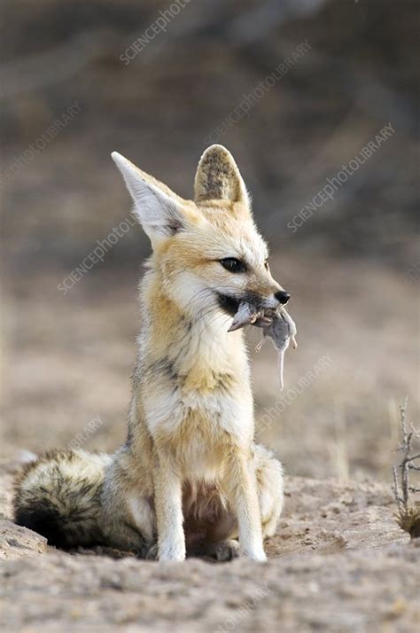 Cape Fox With Prey Stock Image C0027801 Science Photo Library