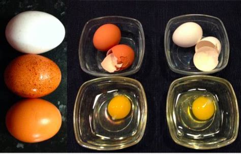 Brown Eggs Vs White Eggs Which One Is Good