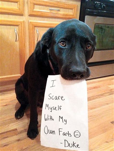 Beware Of The Funny Dogs 24 Pics