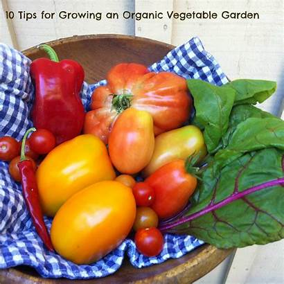 Vegetable Growing Tips Vegetables Organic Garden Grow