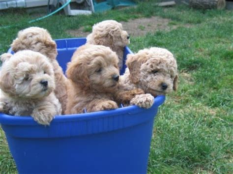 Goldendoodles with sparkle, from colorado. Daisey's Doodles Seattle: Holiday F1b Mini Goldendoodle ...