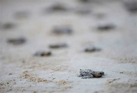 Baby Sea Turtles Released Into Gulf Of Mexico