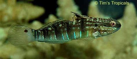 Banded Goby Amblygobius Phalaena Tims Tropical Fish And Aquariums