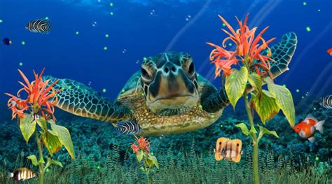 Wonderful Sea Life Aquarium Tropical 3d Screensaver Download Hrvatski