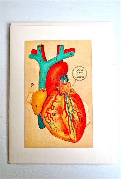 Anatomical Heart Card Heart Cards Anatomical Heart Cards