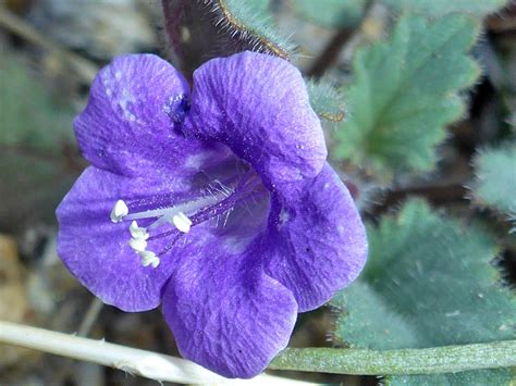 Blue Purple Flower Photos Of Phacelia Minor Boraginaceae