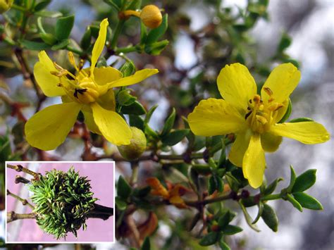 Larrea Tridentata Creosote Bush Wildflowers Of Joshua Tree Country
