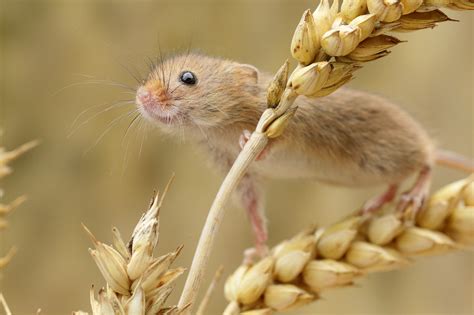 Photographing Harvest Mice Paul Miguel Wildlife Photography