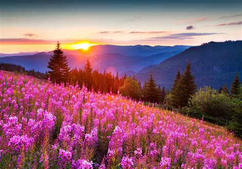 природа горы лето свет солнца лес цветы фото позитив красиво Hd обои