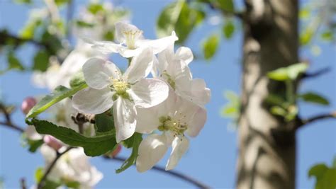 5 Petal White Flower Tree Flower