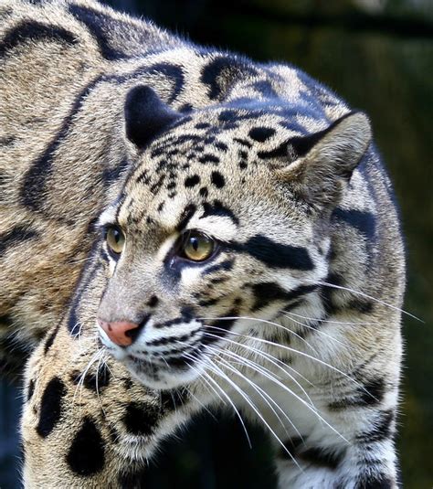 Best Of Clouded Leopards A Gallery On Flickr