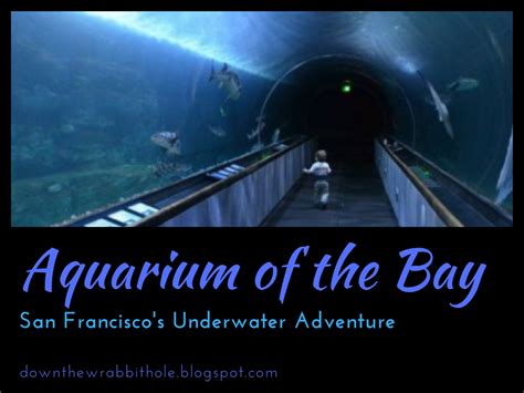 Down The Wrabbit Hole The Travel Bucket List Aquarium Of The Bay