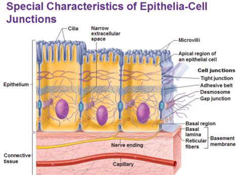 Epithelial Surface Features Flashcards Quizlet