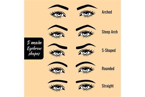 Basic Eyebrow Shape Types Vector Illustration