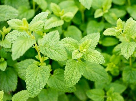 14 Medicinal Herbs You Can Grow In Your Backyard Readers Digest