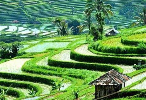 Pakan haruslah mengandung 80% air dan 20. 13 Tanah Yang Cocok Untuk Pertanian Di Pulau Jawa