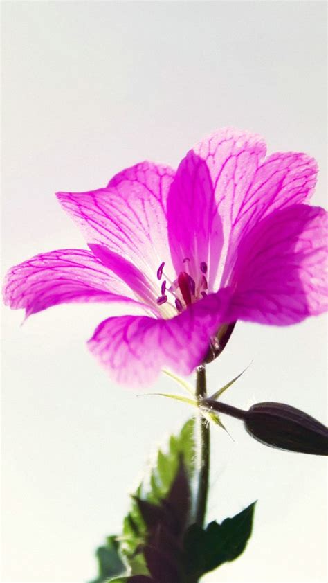 Light Purple Flower Macro Hd Wide Wallpaper For Widescreen 80