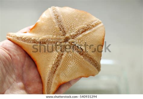 Patiria Miniata Aka Bat Star Sea Stock Photo 540931294 Shutterstock